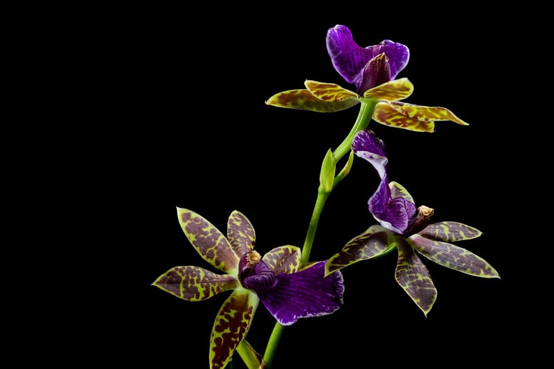 Dragonfire Orchid
