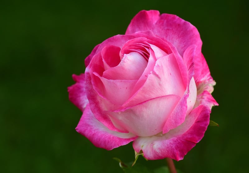 Rose of the Cosmos